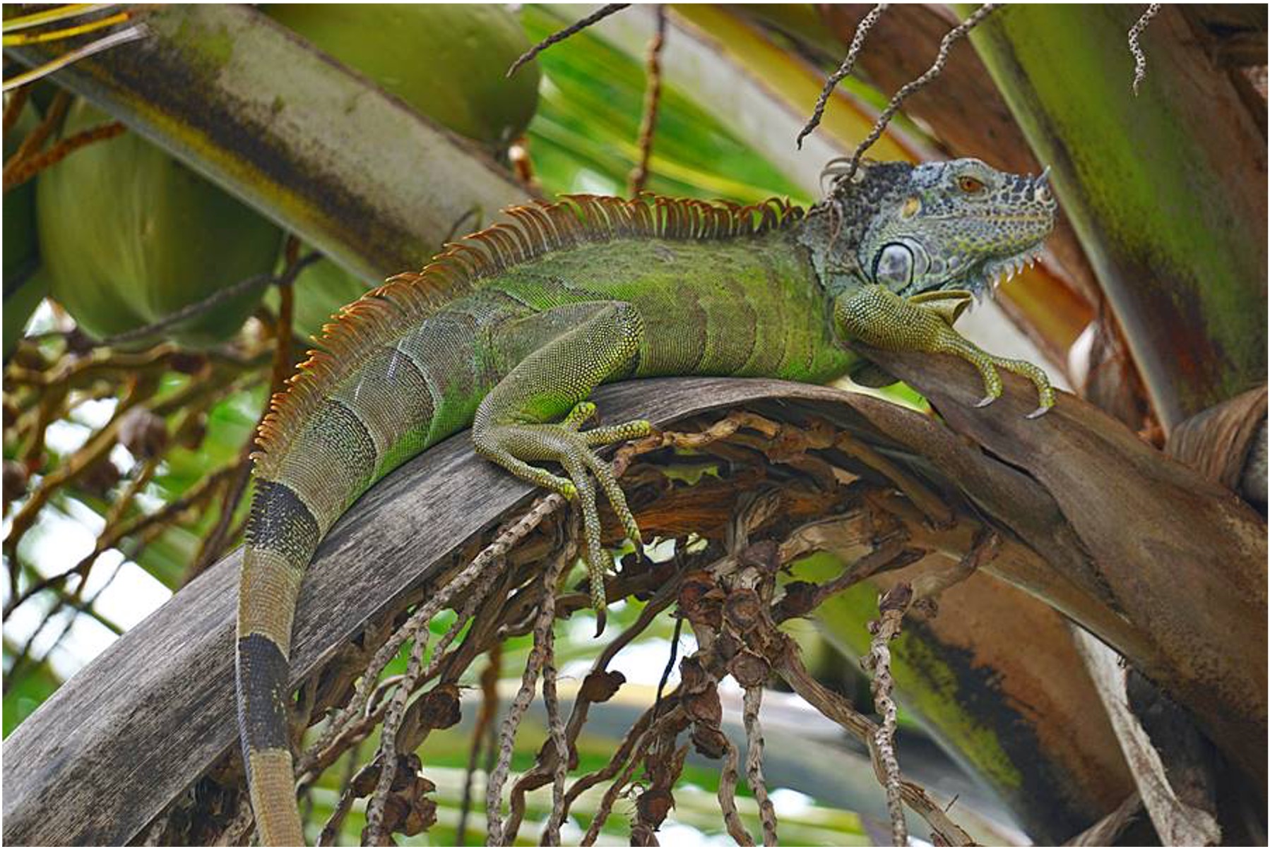 Santuario de la Iguana