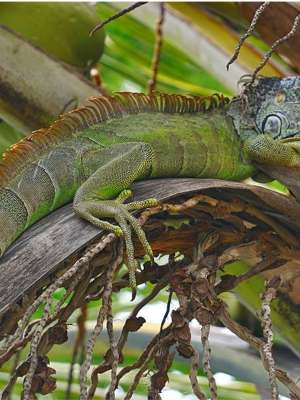 IguanasRanas