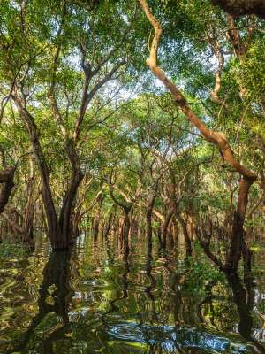 Flooded trees in mangrove rain forest. Kampong Phluk village. Cambodia